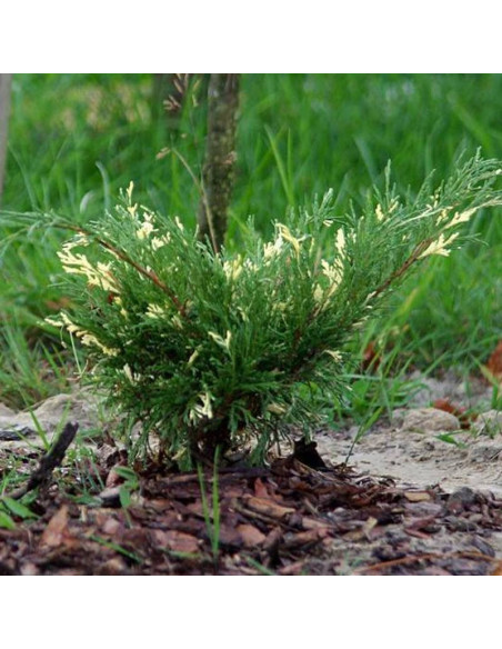 Jałowiec sabiński Variegata Juniperus sabina