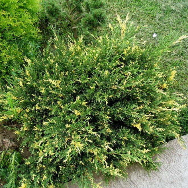 Variegata Jałowiec sabiński Juniperus sabina
