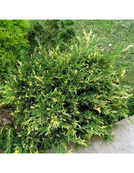 Variegata Jałowiec sabiński Juniperus sabina