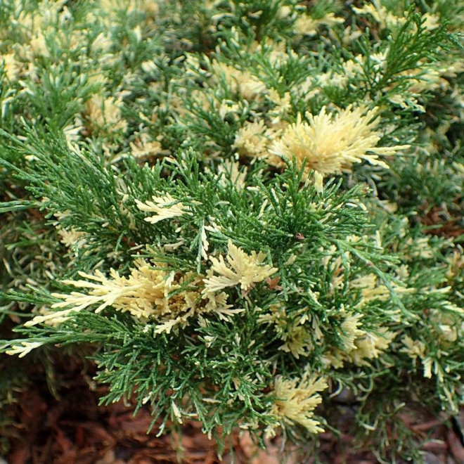 Juniperus sabina Jałowiec sabiński Variegata