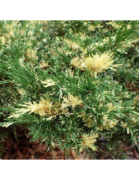 Juniperus sabina Jałowiec sabiński Variegata