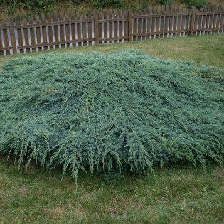 Jałowiec łuskowaty Blue Carpet Juniperus squamata