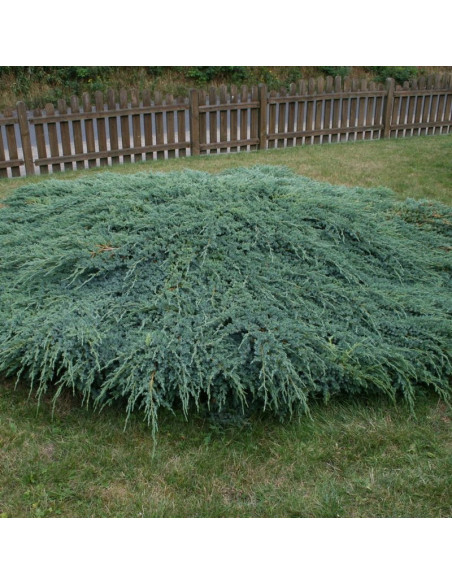Jałowiec łuskowaty Blue Carpet Juniperus squamata