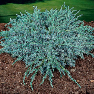 Jałowiec łuskowaty Blue Carpet Juniperus squamata 2