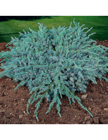 Blue Carpet Jałowiec łuskowaty Juniperus squamata
