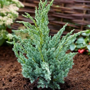 Jałowiec łuskowaty Blue Compact Juniperus squamata