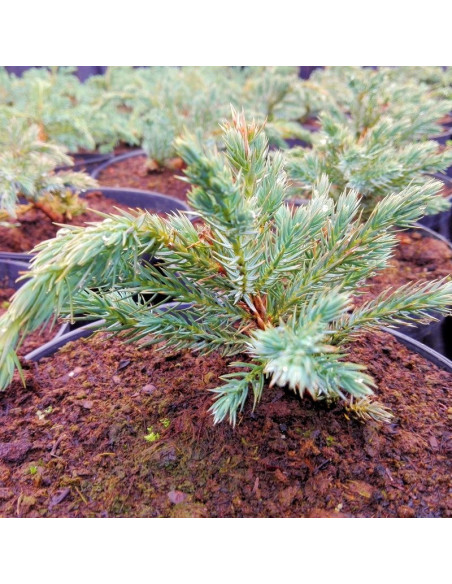 Jałowiec łuskowaty Blue Spider Juniperus squamata
