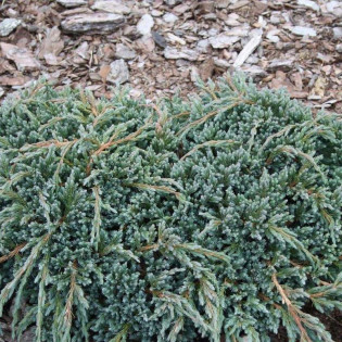 Jałowiec łuskowaty Blue Spider Juniperus squamata 2