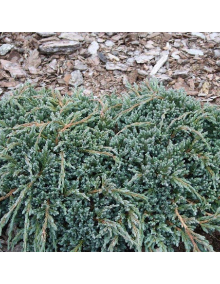 Blue Spider Jałowiec łuskowaty Juniperus squamata