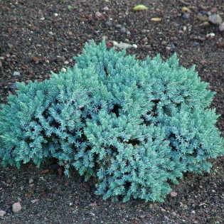 Blue Star Jałowiec łuskowaty Juniperus squamata 2