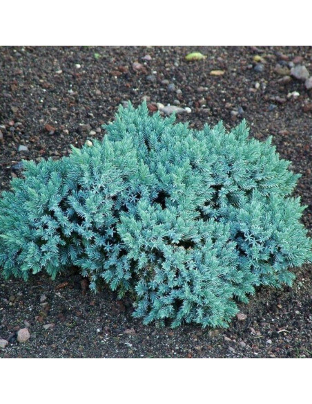 Jałowiec łuskowaty Blue Star Juniperus squamata