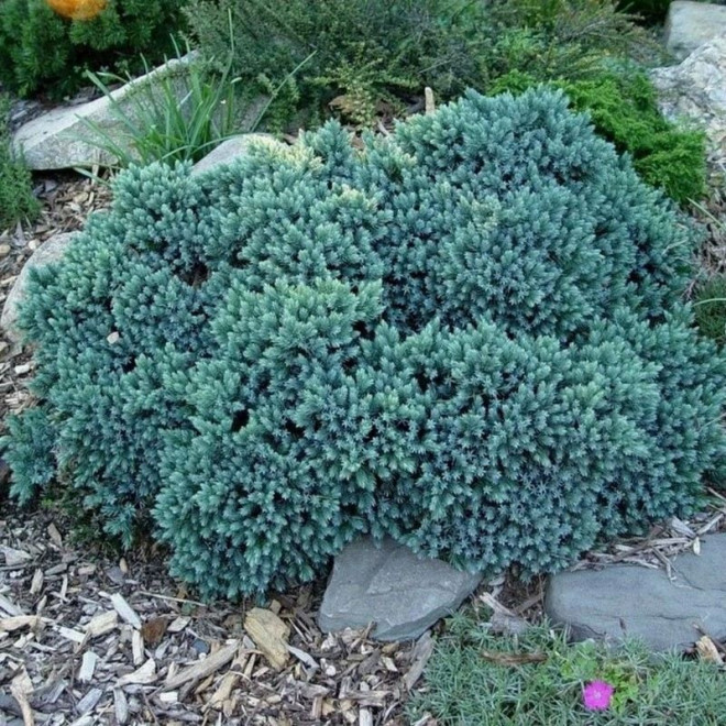 Blue Star Jałowiec łuskowaty Juniperus squamata