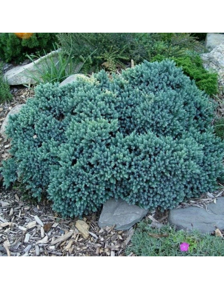 Blue Star Jałowiec łuskowaty Juniperus squamata