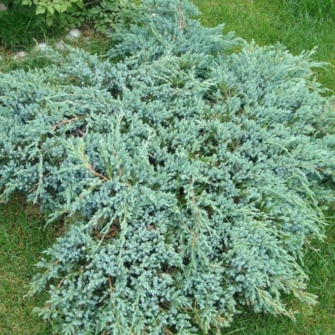 Jałowiec łuskowaty Blue Swede Juniperus squamata