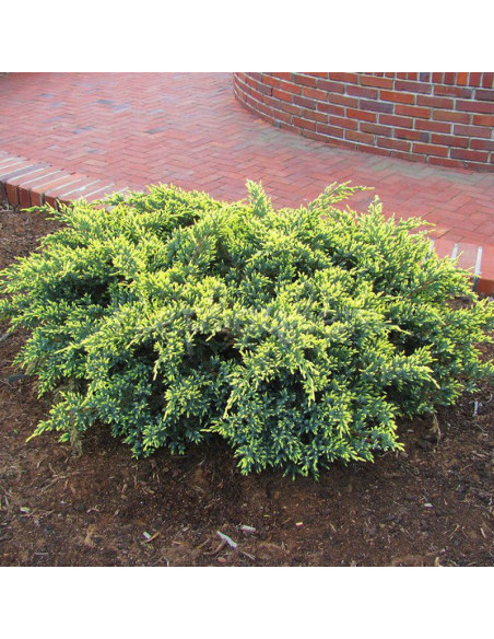 Jałowiec łuskowaty Dream Joy Juniperus squamata