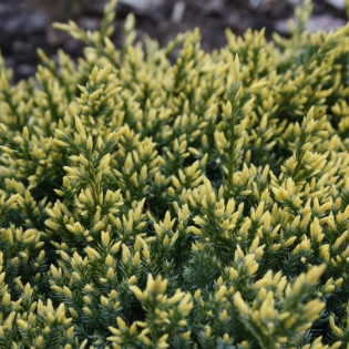Jałowiec łuskowaty Dream Joy Juniperus squamata 2