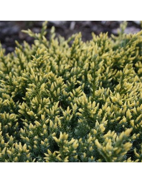 Dream Joy Jałowiec łuskowaty Juniperus squamata