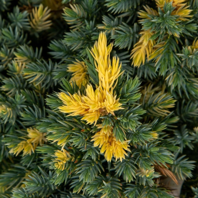 Jałowiec łuskowaty Floreant Juniperus squamata