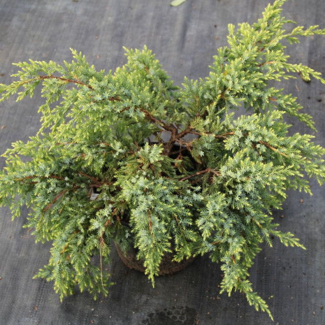 Jałowiec łuskowaty Gold Tip Juniperus squamata