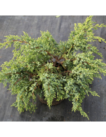 Jałowiec łuskowaty Gold Tip Juniperus squamata