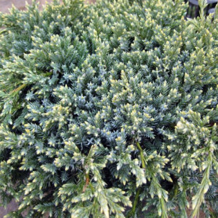 Jałowiec łuskowaty Gold Tip Juniperus squamata 2