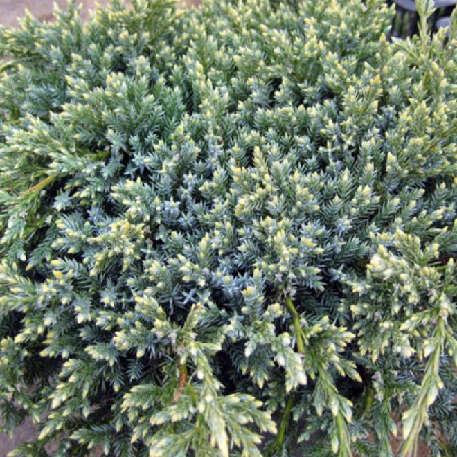 Gold Tip Jałowiec łuskowaty Juniperus squamata
