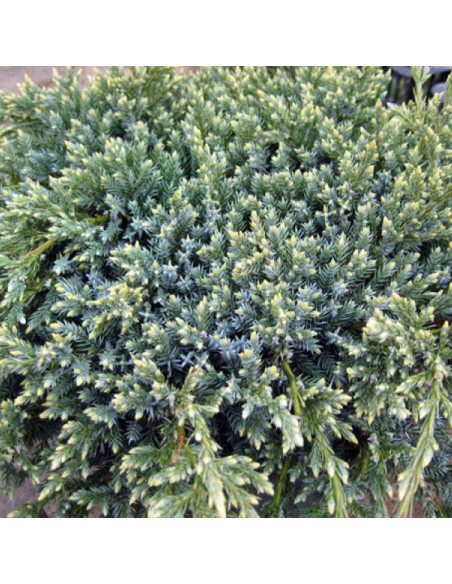 Gold Tip Jałowiec łuskowaty Juniperus squamata