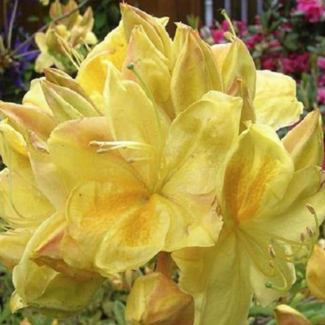 Rhododendron (Knaphill-Exbury) Azalia wielkokwiatowa Golden Sunset