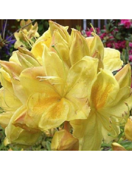 Rhododendron (Knaphill-Exbury) Azalia wielkokwiatowa Golden Sunset