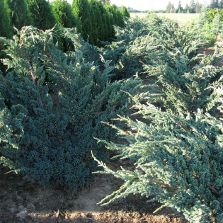 Jałowiec łuskowaty Meyeri Juniperus squamata