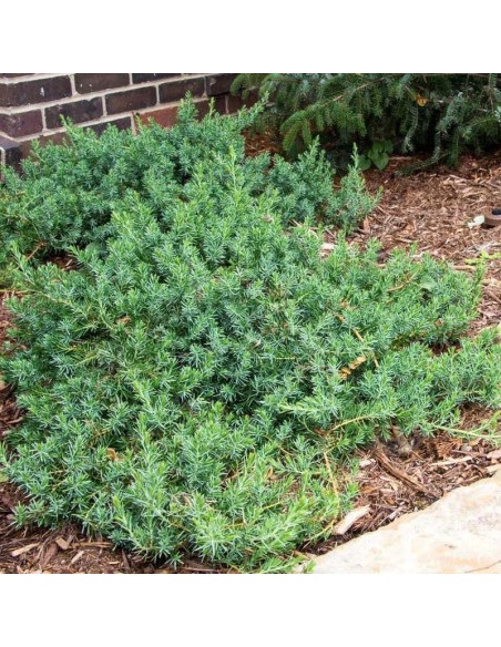 Blue Pacific Jałowiec nadbrzeżny Juniperus conferta