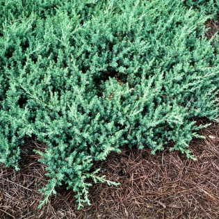 Blue Pacific Jałowiec nadbrzeżny Juniperus conferta 2