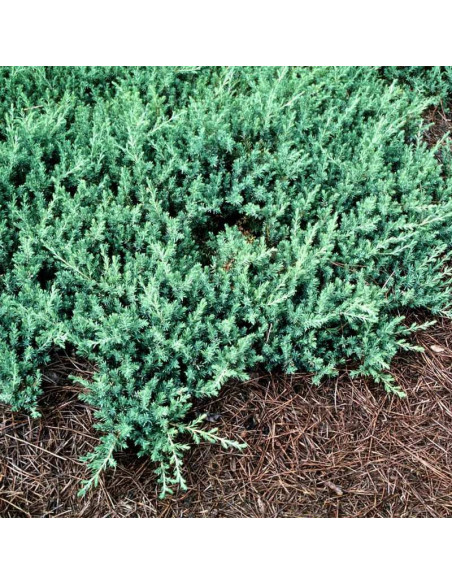 Jałowiec nadbrzeżny Blue Pacific Juniperus conferta