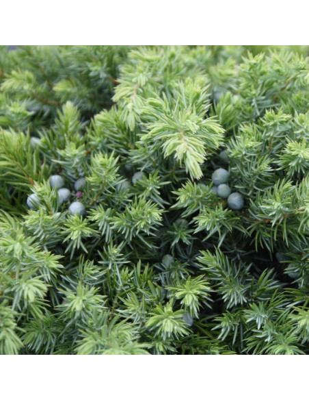 Jałowiec nadbrzeżny Schlager Juniperus conferta