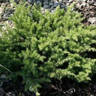Jałowiec nadbrzeżny Schlager Juniperus conferta 2