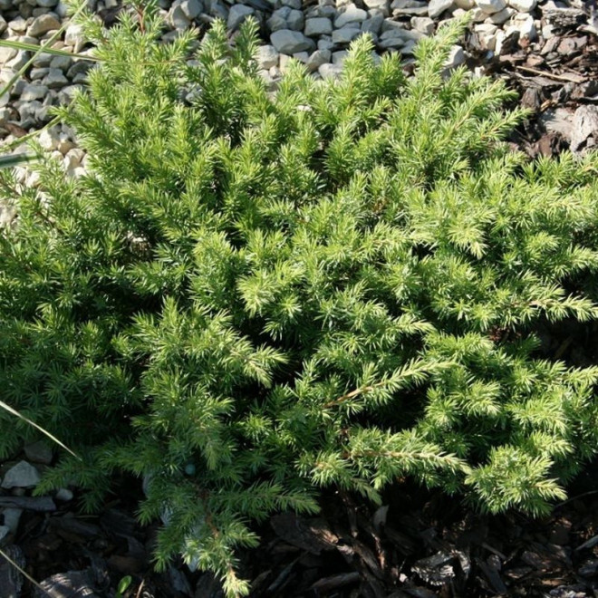 Schlager Jałowiec nadbrzeżny Juniperus conferta Schlager Jałowiec nadbrzeżny Juniperus conferta