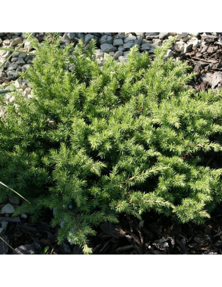 Schlager Jałowiec nadbrzeżny Juniperus conferta