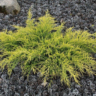 Jałowiec Pfitzera Gold Coast Juniperus pfitzeriana