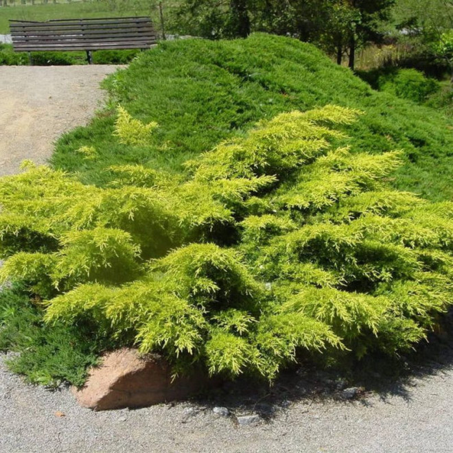 Jałowiec Pfitzera Gold Star Juniperus pfitzeriana