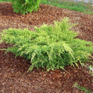 Jałowiec Pfitzera Gold Star Juniperus pfitzeriana 2