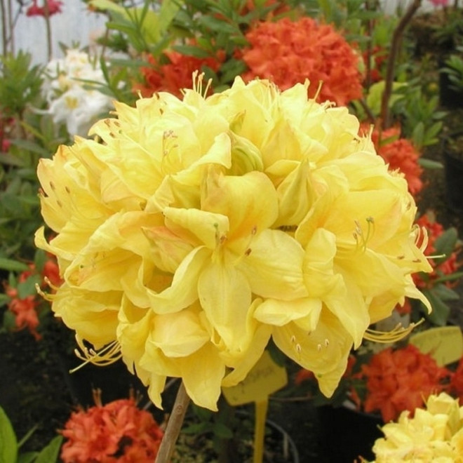 Azalia wielkokwiatowa Golden Sunset Rhododendron (Knaphill-Exbury)