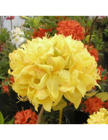 Azalia wielkokwiatowa Golden Sunset Rhododendron (Knaphill-Exbury)