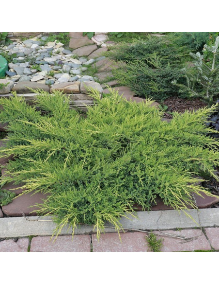 Jałowiec Pfitzera Goldkissen Juniperus pfitzeriana