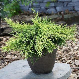 Jałowiec Pfitzera Goldkissen Juniperus pfitzeriana 2