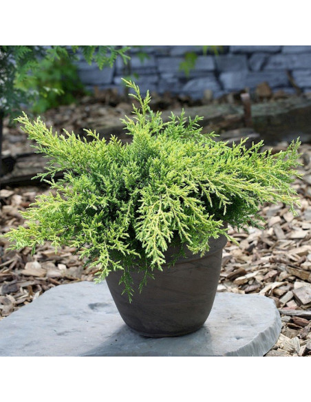 Goldkissen Jałowiec Pfitzera Juniperus pfitzeriana