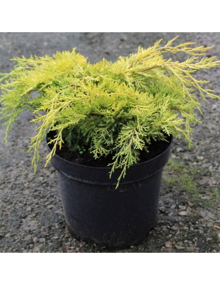 King of Spring Jałowiec Pfitzera Juniperus pfitzeriana