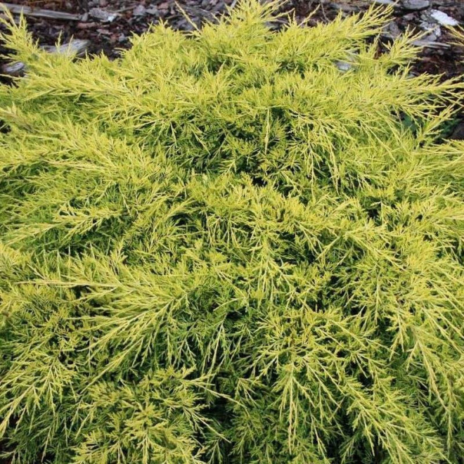 Jałowiec Pfitzera King of Spring Juniperus pfitzeriana