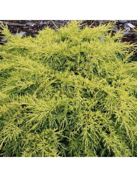 Jałowiec Pfitzera King of Spring Juniperus pfitzeriana