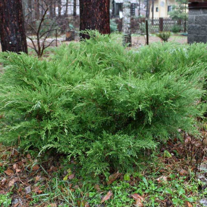 Jałowiec Pfitzera Mint Julep Juniperus pfitzeriana