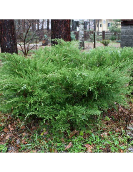 Jałowiec Pfitzera Mint Julep Juniperus pfitzeriana